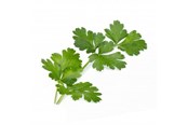 Smarthus - Veritable Lingot Organic Italian Flat Parsley - VLIN-A10-Per002