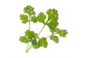 Smarthus - Veritable Lingot Cilantro - VLIN-A10-Cor003