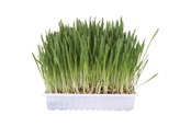 Katt - Trixie Cat grass bowl/approx. 100 g - TX4235