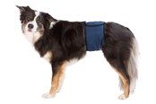 Hund - Trixie Washable Nappies for Male Dogs XL Waist 65-75cm - TX23665