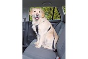 Hund - Trixie Car harness L: 70–90 cm/25 mm black - TX1292