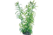 Fisk - Dohse Heteranthera 25 cm - P51566