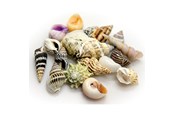 Fisk - Dohse Hobby Sea Shells Set S 20 pcs. - AT40221