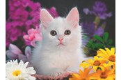 Puslespill - Ravensburger White Kitten 100p - 13358