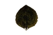 Kjøkkentilbehør - Costa Nova Asiet Hydrangea leaf Riviera 17 x 15 cm Dark green/Black - 22703