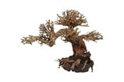 Fisk - 4FISH Tree roots Peaceful Bonsai 23x12x17 cm - AT1049