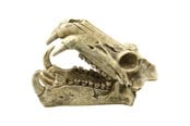 Fisk - 4FISH Skull 20x11x13 cm - AT47392