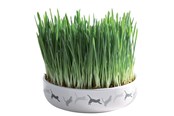 Katt - Trixie Ceramic Bowl with Cat Grass ø 15 x 4 cm - TX42341