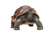 Leketøy - Mojo Wildlife Giant Tortoise - 387259 - 387259