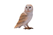 Leketøy - Mojo Wildlife Barn Owl - 381054 - 381054