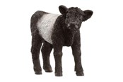 Schleich - Schleich Galloway kalv - 13969