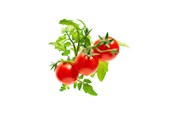 Smarthus - Click & Grow Click and Grow - Smart Garden Refill 3-pack - Mini Tomato (SGR5X3) - SGR5X3