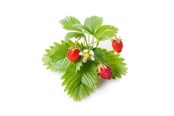 Smarthus - Click & Grow Click and Grow - Smart Garden Refill 3-pack - Wild Strawberry (SGR24X3) - SGR24X3