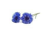 Smarthus - Click & Grow Click and Grow - Smart Garden Refill 3-pack Cornflower - SGR36x3