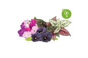 Smarthus - Click & Grow Click and Grow - Smart Garden Refill 9-pack Vibrant Flower Mix - PPMVFx9