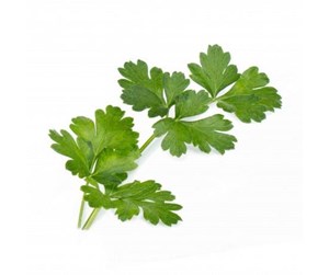 Smarthus - Veritable Lingot Organic Italian Flat Parsley - VLIN-A10-Per002