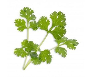 Smarthus - Veritable Lingot Cilantro - VLIN-A10-Cor003