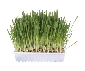 Katt - Trixie Cat grass bowl/approx. 100 g - TX4235