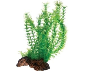 Fisk - Dohse Flora Root 3 L 30 cm - P51598