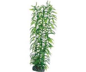 Fisk - Dohse Heteranthera 34 cm - P51567