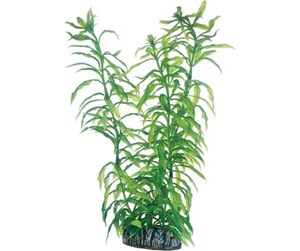 Fisk - Dohse Heteranthera 25 cm - P51566