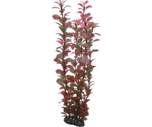 Fisk - Dohse Ludwigia 34 cm - P41520