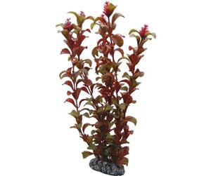 Fisk - Dohse Rotala 30 cm - P41518