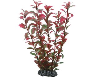 Fisk - Dohse Ludwigia 25 cm - P41516