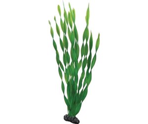 Fisk - Dohse Vallisneria 46 cm - P41509