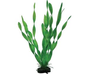 Fisk - Dohse Vallisneria 34 cm - P41508