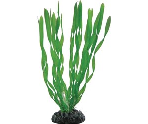 Fisk - Dohse Vallisneria 20 cm - P41507