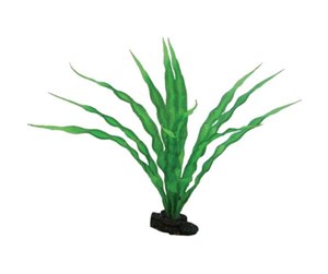 Fisk - Dohse Crinum 29 cm - P41506