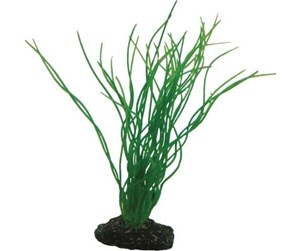 Fisk - Dohse Sagittaria 20 cm - P41502