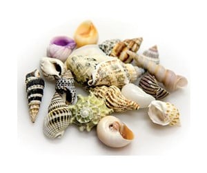 Fisk - Dohse Sea Shells Set L 5 pcs. - AT40224