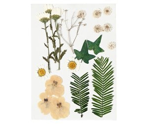 Arts & Crafts - Tilbehør - Creativ Company Dried Flowers and Leaves Off-white 19dlg. - 504473