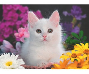 Puslespill - Ravensburger White Kitten 100p - 13358