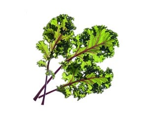 Smarthus - Click & Grow Smart Garden Refill 3-pack - Red Kale - SGR47X3