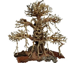 Fisk - 4FISH Tree roots Old Bonsai 20x12x20 cm - AT1033