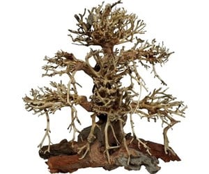 Fisk - 4FISH Tree roots Old Bonsai 30x15x30 cm - AT1034