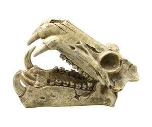 Fisk - 4FISH Skull 20x11x13 cm - AT47392