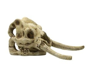 Fisk - 4FISH Skull 23.5x12.1x11.8 cm - AT47397