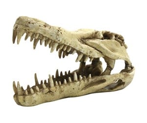 Fisk - 4FISH Skull 22x10.3x13 cm - AT47398