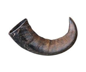 Hund - Trixie Buffalo Chewing Horn packaged large - TX27743