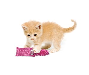 Katt - KONG Cat Toy Kickeroo Kitten Assorted Colors - 340452