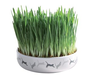 Katt - Trixie Ceramic Bowl with Cat Grass ø 15 x 4 cm - TX42341