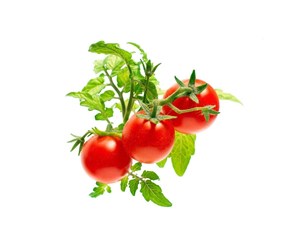 Smarthus - Click & Grow Click and Grow - Smart Garden Refill 3-pack - Mini Tomato (SGR5X3) - SGR5X3