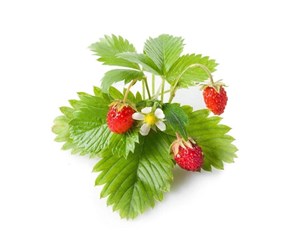 Smarthus - Click & Grow Click and Grow - Smart Garden Refill 3-pack - Wild Strawberry (SGR24X3) - SGR24X3