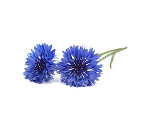 Smarthus - Click & Grow Click and Grow - Smart Garden Refill 3-pack Cornflower - SGR36x3