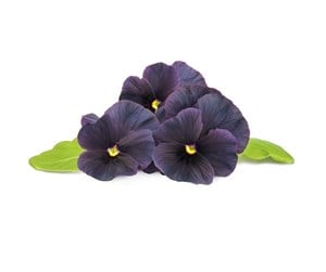 Smarthus - Click & Grow Click and Grow Smart Garden Refill 3-pack - Black Pansy - SGR61x3